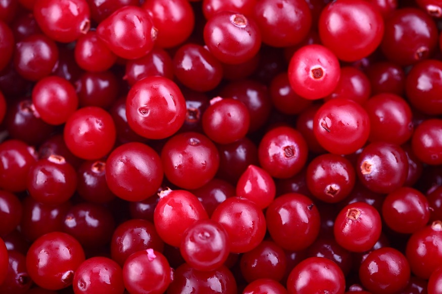 Buy Cranberry Extract From Trusted Sources To Bless A Healthy Life