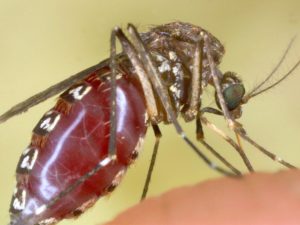 Facts about mosquitoes