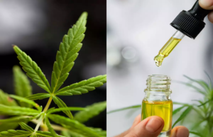 CBD Compounds Have Great